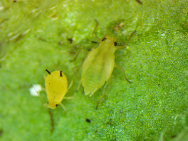 Aphids on potato leaf