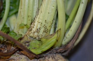 Sugarbeet root aphids